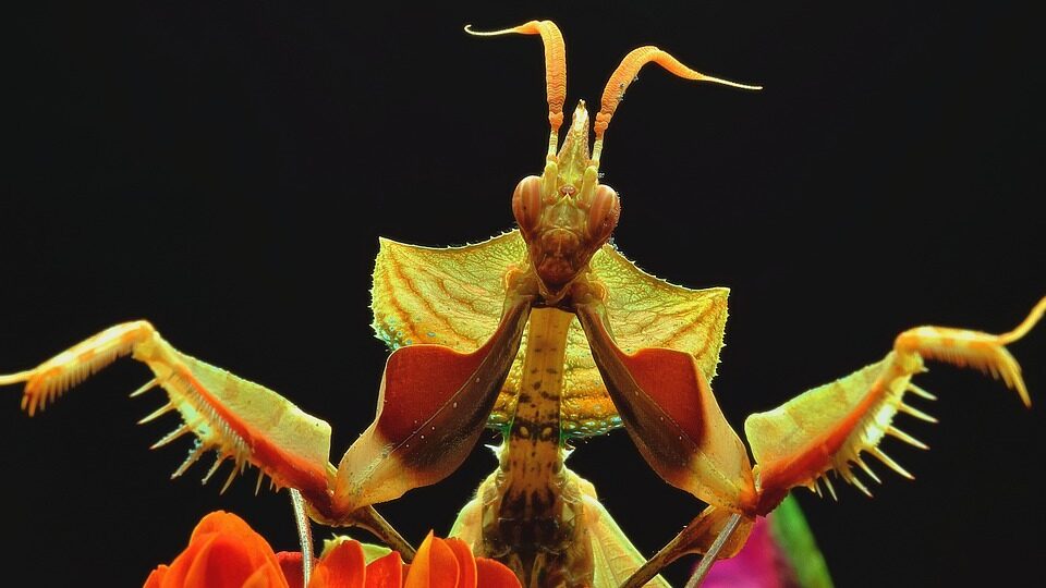 Objetivos de macrofotografía