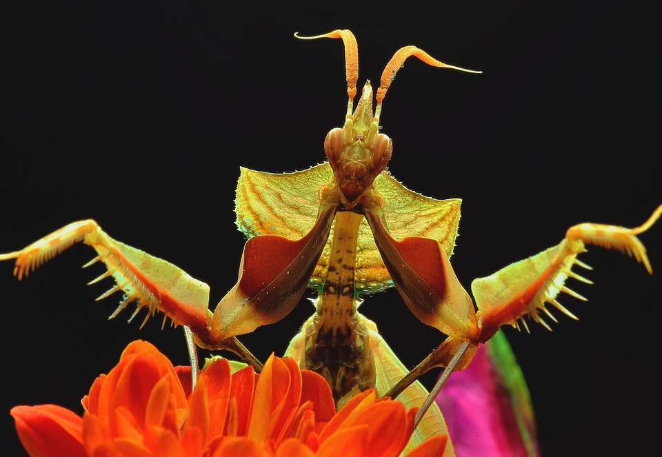 Objetivos de macrofotografía